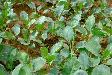 Young green chinese broccoli