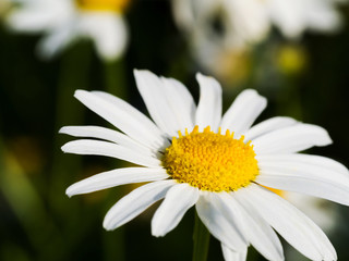 Obraz premium Close up shot of daisy flower at the field