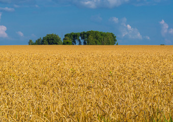 Field of ripe cereal
