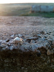 Spider
