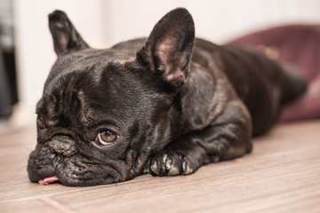 french bulldog sleeping