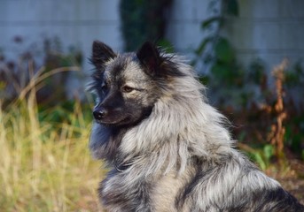 Sitzender, grauer, Wolfsspitz in einem Garten
