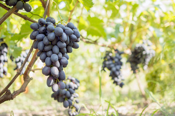 bunch of grapes on the vine, cultivation of vineyard winemaking viticulture