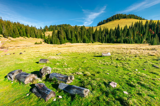 Fototapeta stumps and logs on a grassy meadow. spruce forest on the hill. beautiful landscape in mountain on a sunny autumn day