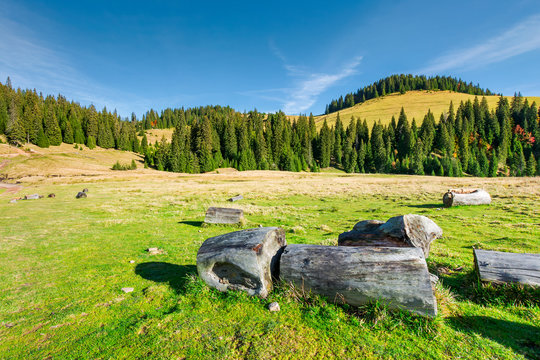 Fototapeta stumps and logs on a grassy meadow. spruce forest on the hill. beautiful landscape in mountain on a sunny autumn day