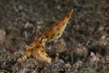 Blue ring octopus (Hapalochlaena lunulata). Picture was taken in Lembeh strait, Indonesia