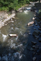 The mountain river from above