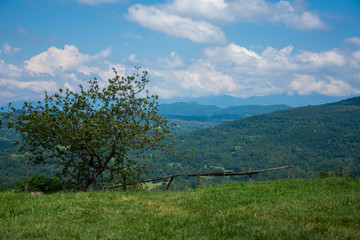 the tree over the valley