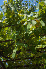 The grape leaves and grape