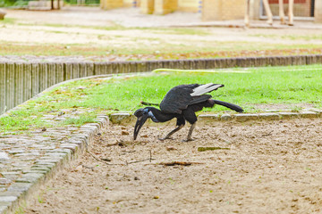 Abyssinian northern Ground Hornbill Bucorvus abyssinicus strange bird