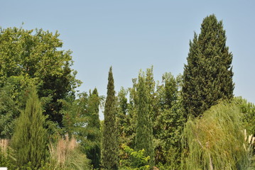 Fototapeta premium trees in the park