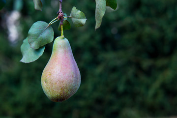 Nahaufnahme einer Birne