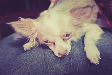 Cute Chihuahua sleep on lady lag with sad face, retro vintage filter.