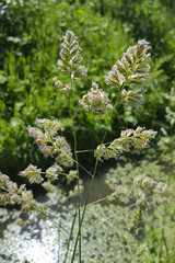 Flowering Cock's-foot grass (Dactylis glomerata)