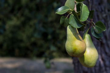 Nahaufnahme von Birnen