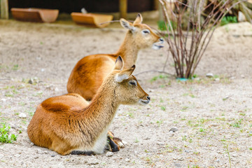 red lechwe antelope Kobus leche resting on a ground in the Zoo
