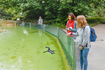 Two girl friends watching Penguins swimming in pool in Zoo