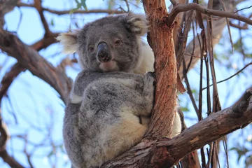 Crédence de cuisine en verre imprimé Koala koala on gum tree in Gippsland Lakes