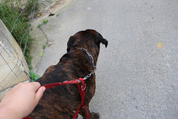 suite en laisse : chien dressage