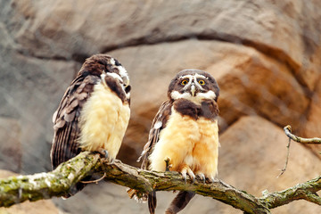 A spectacled owl bird with a funny stare. Two chicks sitting on a brunch