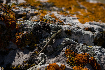 lizard