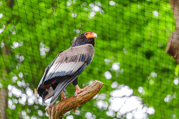 Bateleur buffoon Eagle, or Terathopius ecaudatus. Beautiful bird of prey from the family of hawks