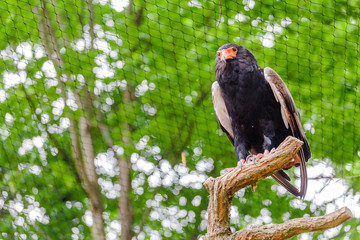Bateleur buffoon Eagle, or Terathopius ecaudatus. Beautiful bird of prey from the family of hawks