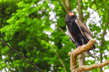 Bateleur buffoon Eagle, or Terathopius ecaudatus. Beautiful bird of prey from the family of hawks