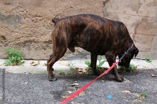 dressage chien 02