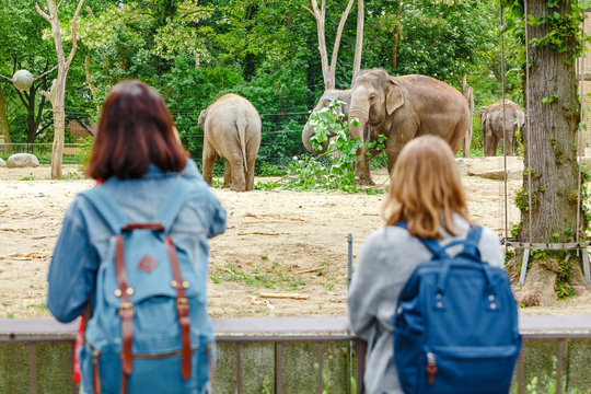Two girls friends students watching at elephant family feeding in the zoo