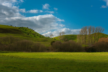 Cows above the hill
