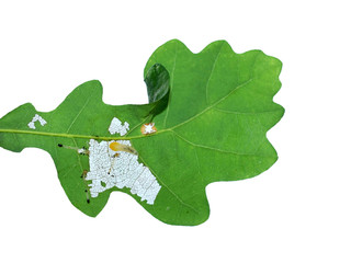 Sawfly larva (family Tenthredinidae) damaging oak leaf - photographed against the light, isolated on white