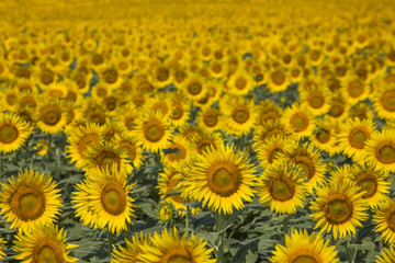 Sunflower field