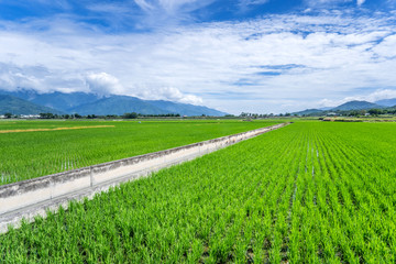 Landscape View Of Beautiful Paddy Field (Rice Plantation) At Brown Avenue, Chishang, Taitung, Taiwan