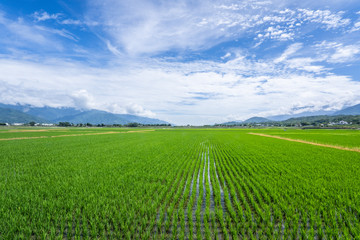 Fototapeta na wymiar Landscape View Of Beautiful Paddy Field (Rice Plantation) At Brown Avenue, Chishang, Taitung, Taiwan