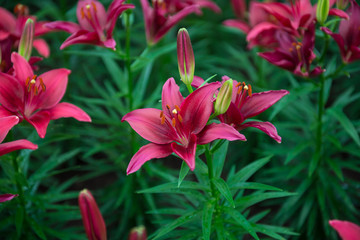 Tiny parrot ,lily flowers