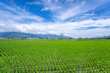 Fototapeta na wymiar Landscape View Of Beautiful Paddy Field (Rice Plantation) At Brown Avenue, Chishang, Taitung, Taiwan