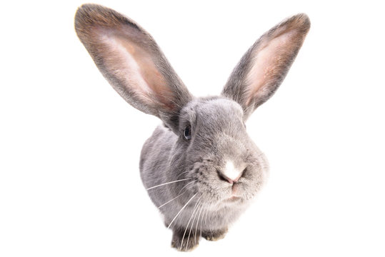 A curiouse rabbit portrait. Cute grey bunny with long ears isolated on white background.