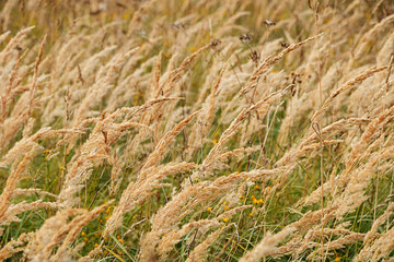 Beautiful summer landscape. Field outside the city.