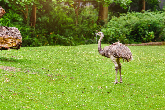 Portrait of a Australian ostrich Nandu on a grass in Zoo