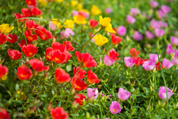 Obraz na płótnie Canvas Colorful flowers in the garden