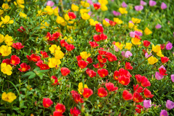 Colorful flowers in the garden