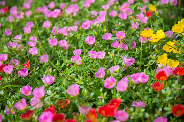 Colorful flowers in the garden