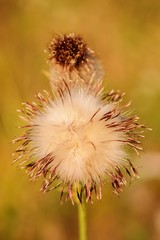 Golden light. Flowers of thistle illuminated by sunset close-up.