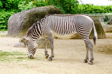 Fototapeta na wymiar One zebra is grazing in the savannah, safari in the zoo