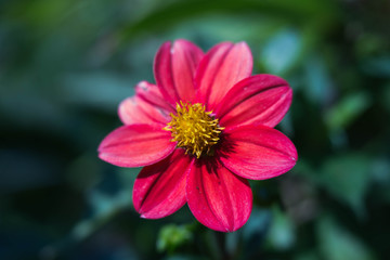 Fototapeta premium Nahaufnahme einer Dahlie vor unscharfem Hintergrund