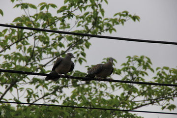 電線にとまって微妙な距離感を保つ鳩２羽(宮城県)