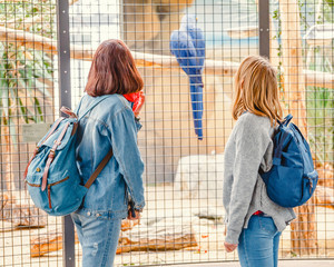 Naklejka premium Happy girl friends watching a parrot bird in zoo. having fun in safari park and education for zoology students concept