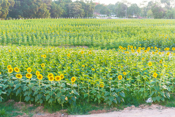 Sunflowers in the garden.