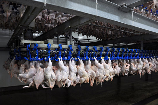 In the shop for the processing of poultry carcasses